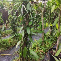 Plant de vanille dans un pot