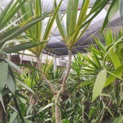 Tuteur bois de chandelle 