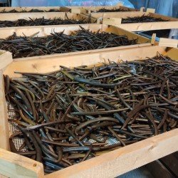 Gousse de Vanille chaudée en vrac Gousse de Vanille chaudée en vrac