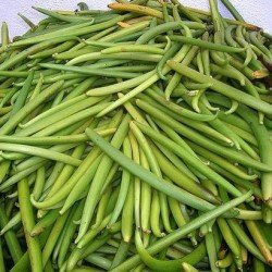 Gousse de Vanille verte  Gousse de Vanille verte