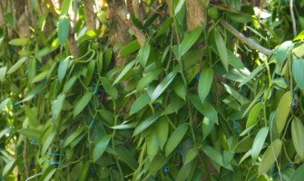 Comment pousse la vanille ?