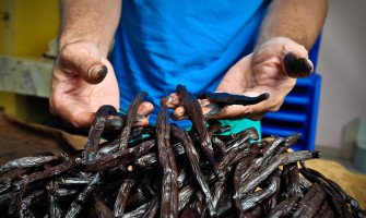 Comment récolte t 'on la vanille ?